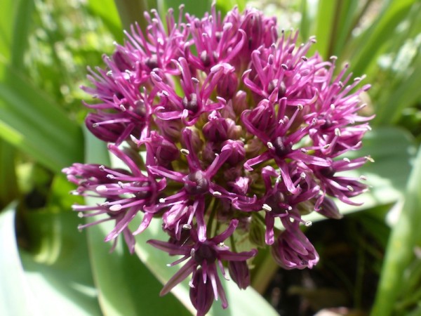 Allium Ostara