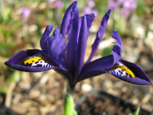 Iris reticulata 'Pixie' 10 Stück
