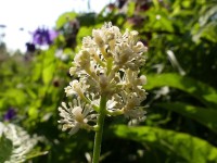 weiße Blüten des Christophskrauts weiße Blüten des Christophskrauts