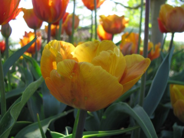 Tulpe Hermann Emmink