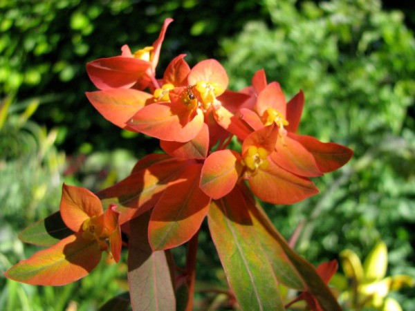 Himalaya-Wolfsmilch - Euphorbia griffithii ‘Fireglow’