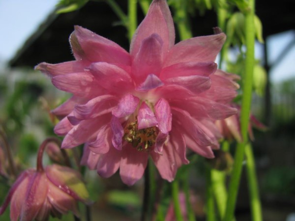 Rosa gefülltblühende Akelei - Aquilegia vulgaris ‘Rose Barlow’