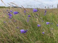 Rundblättrige Glockenblume Rundblättrige Glockenblume
