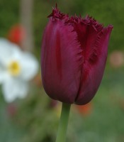 Tulpe Burgundy Lace