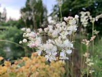 Filipendula vulgaris Filipendula vulgaris