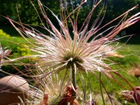 Samenstand der Pulsatilla vulgaris ´Blaue Glocke´ Samenstand der Pulsatilla vulgaris ´Blaue Glocke´
