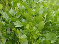 Maggikraut / Liebstöckel - Levisticum officinale Maggikraut / Liebstöckel - Levisticum officinale