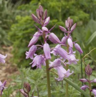 Hyacinthoides hispanica 'Rose Queen' Hyacinthoides hispanica 'Rose Queen'
