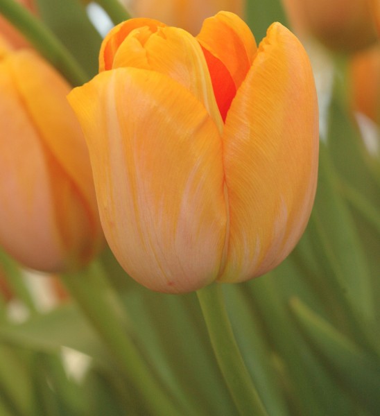 Tulpe Dordogne