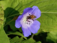 Storchschnabel, Geranium wallichianum 'Rozanne' Storchschnabel, Geranium wallichianum 'Rozanne'