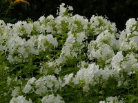 Flammenblume - Phlox paniculata 'David' Flammenblume - Phlox paniculata 'David'