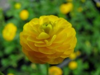 Gefüllter Hahnenfuß - Ranunculus acris 'Multiplex' Gefüllter Hahnenfuß - Ranunculus acris 'Multiplex'