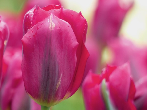 Tulpe Pimpernel