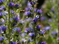 Natternkopf - Echium vulgare Natternkopf - Echium vulgare