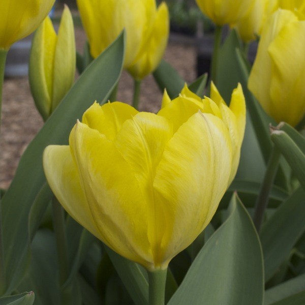 Tulpe Candela