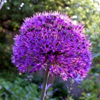 Iranischer Blumenlauch - Allium Purple Sensation 20 Stück