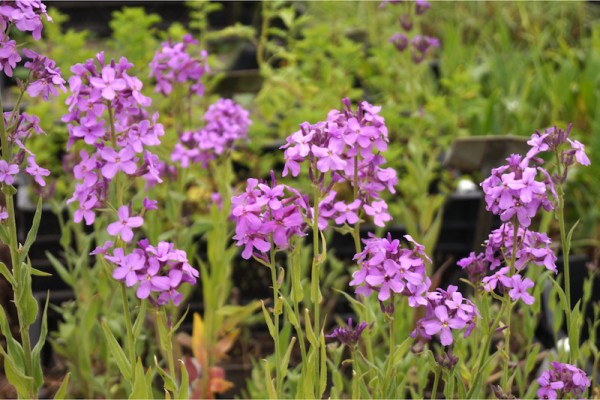 Nachtviole - Hesperis matronalis