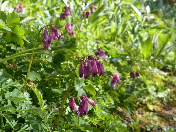 Zwerg-Herzblume - Dicentra formosa