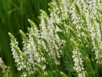 Steppen-Salbei - Salvia nemorose `Adrian`/´Schneehügel` Steppen-Salbei - Salvia nemorose `Adrian`/´Schneehügel`