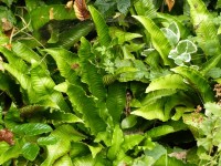 Hirschzungenfarn - Phyllitis scolopendrium Hirschzungenfarn - Phyllitis scolopendrium