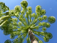 Engelwurz - Angelica archangelica Engelwurz - Angelica archangelica