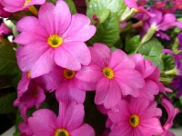 Teppich-Primel - Primula pruhoniciana `Wanda` Teppich-Primel - Primula pruhoniciana `Wanda`