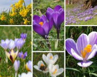 Zwiebelblüher, die den Frühling einläuten Zwiebelblüher, die den Frühling einläuten