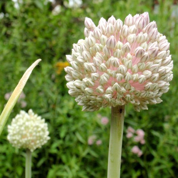 Allium ampeloprasum 10 Stück