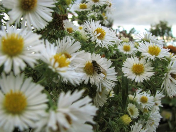 Raublattaster - Aster novae-angliae ´Herbstschnee´