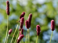 Sanguisorba officinalis - Insektenweide! Sanguisorba officinalis - Insektenweide!