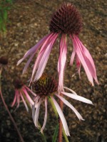 Bleiche Sonnenhut / Prärie-Sonnenhut - Echinacea pallida Bleiche Sonnenhut / Prärie-Sonnenhut - Echinacea pallida
