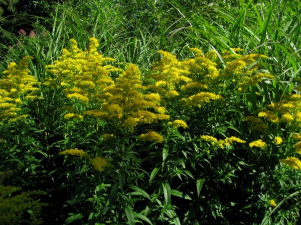 Goldrute - Solidago Hybride ´Stralenkrone`