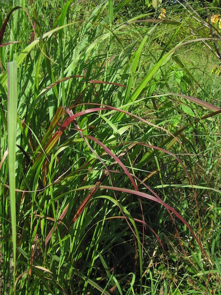 Panicum Hänse Herms