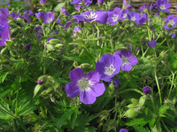 Waldstorchschnabel - Geranium sylvaticum 'Mayflower'