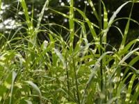 Zebragras / Chinaschilf - Miscanthus sinensis ‘Zebrinus’ Zebragras / Chinaschilf - Miscanthus sinensis ‘Zebrinus’