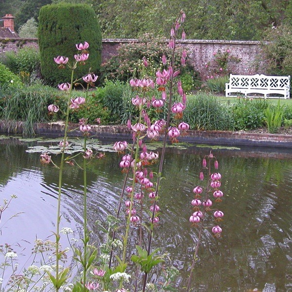Lilium martagon