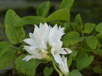 Knäuel-Glockenblume - Campanula glomerata ‘Alba’ Knäuel-Glockenblume - Campanula glomerata ‘Alba’