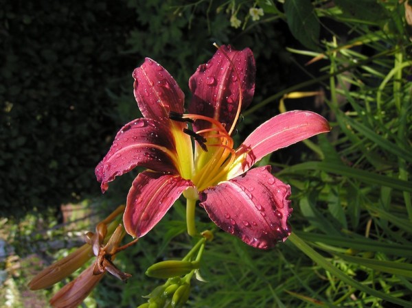 Hemerocallis Purple Waters