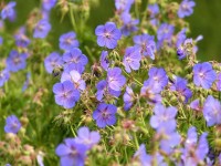 wunderschönes Blau: der Wiesenstorchschnabel wunderschönes Blau: der Wiesenstorchschnabel
