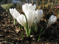 Crocus vernus 'Jeanne d'Arc' - BIO Crocus vernus 'Jeanne d'Arc' - BIO