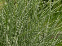 Reitgras - Calamagrostis x acutiflora ‘Avalanche’ Reitgras - Calamagrostis x acutiflora ‘Avalanche’