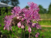 Thalictrum Black Stockings Thalictrum Black Stockings
