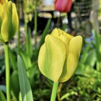 Tulpe Formosa Tulpe Formosa
