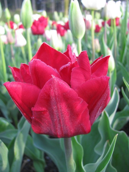 Tulpe Electra