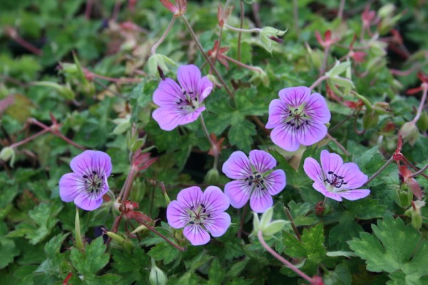 Geranium Sweet Heidi