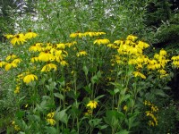 Fallschirm-Sonnenhut - Rudbeckia nitida ´Herbstsonne` Fallschirm-Sonnenhut - Rudbeckia nitida ´Herbstsonne`