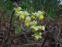 Elfenblume - Epimedium x versicolor ‘Sulphureum’ Elfenblume - Epimedium x versicolor ‘Sulphureum’