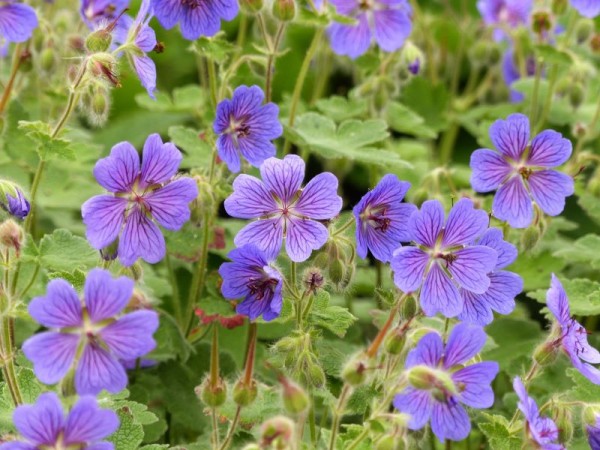 Kaukasus-Storchschnabel - Geranium renardii ´Philippe Vapelle´