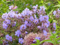 Wiesen-Storchschnabel - Geranium pratense ‘Midnight Reiter’ Wiesen-Storchschnabel - Geranium pratense ‘Midnight Reiter’