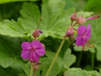 Balkan-Storchschnabel - Geranium macrorrhizum ‘Czakor’ Balkan-Storchschnabel - Geranium macrorrhizum ‘Czakor’